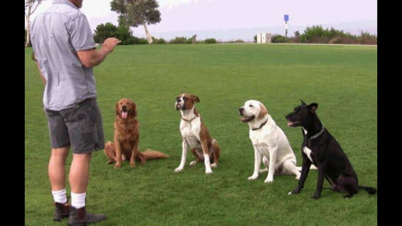 Dog's training video