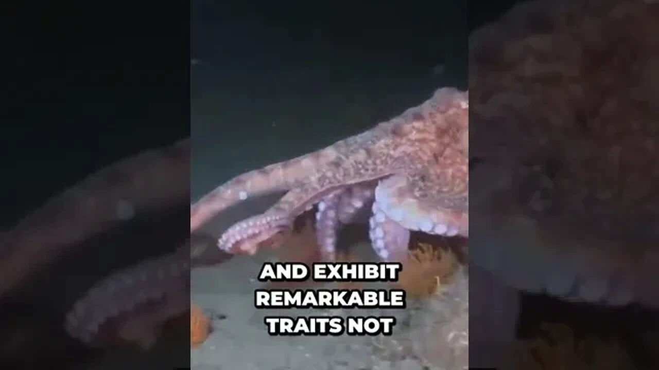 Uncovering the Shocking Truth About Octopuses You Won't Believe