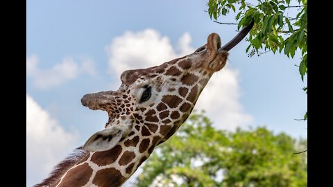 Giraffe Looking At The Camera While Eating Leaves On Tall Trees