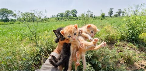 Street kittens calling mother meowing but ? Kittens rescue