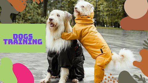 Training Assessment For Two Dogs In Same Home That Are Fighting. Dog Training for aggressive dogs.