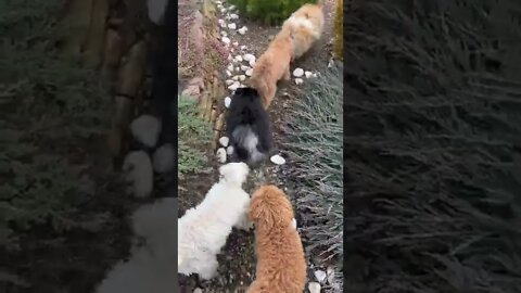 😂 cute dog video 😂, part 135 #shorts