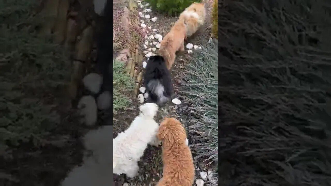 😂 cute dog video 😂, part 135 #shorts