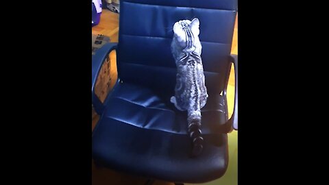 Trying not to giggle when seeing this amusing kitty is the most difficult challenge