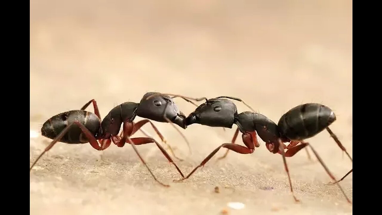 Ants Kissing - Did You know that?