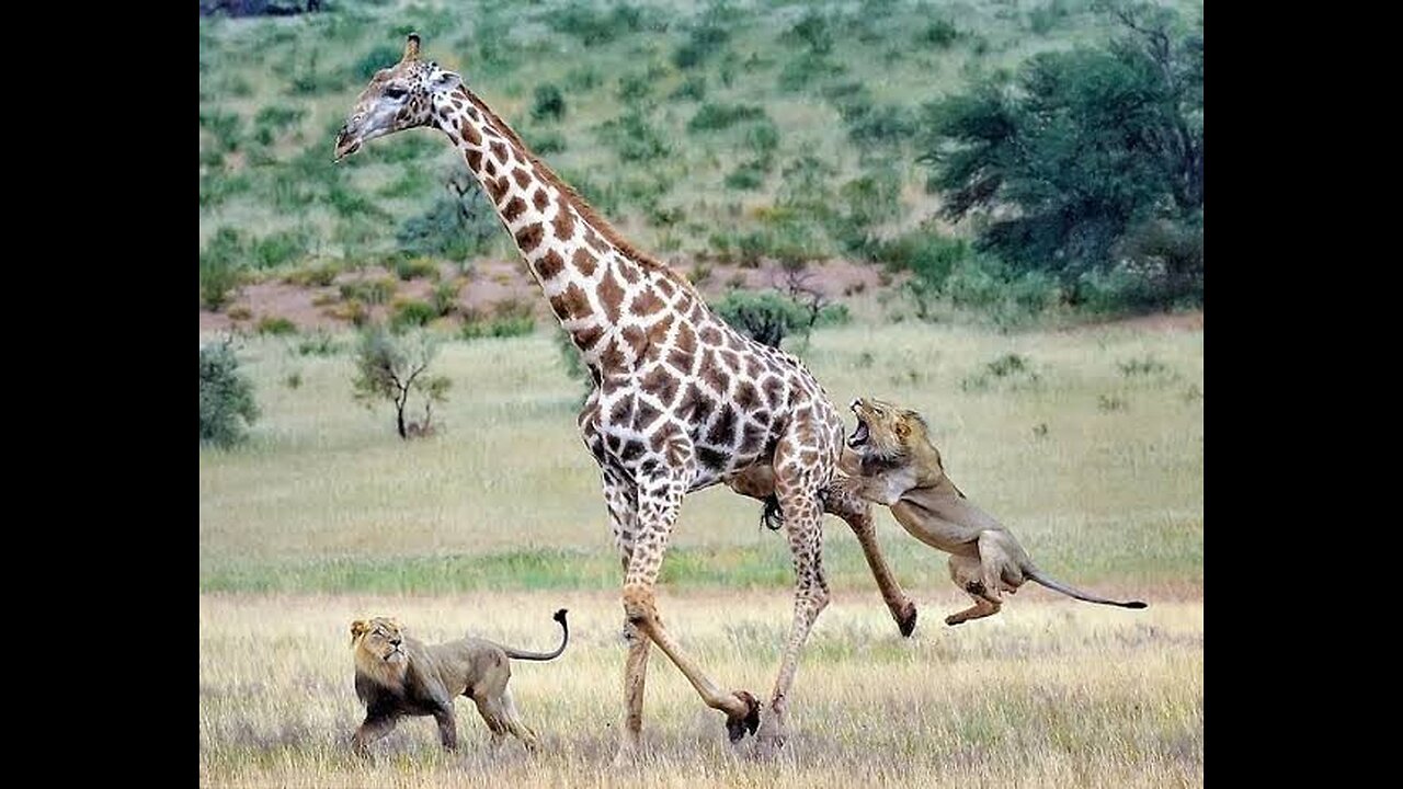 Surprising Encounter: Dog-Like Lion Chases and Takes Down a Giraffe!