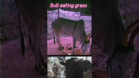 🐃Bulls eating 🌿grass gif and close video/ 🐃Bull eating grass 🌿 images, #Shorts, #Bull, #Animal, #gif