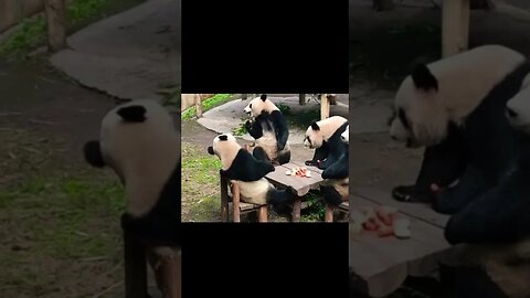 Welcome to Panda's Lunch 🐼😂 #shorts #viral #funny #subscribe #youtubeshorts #funnyanimals