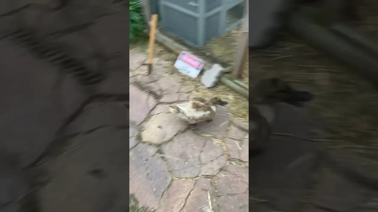 Ducks coming home #duck #ducks #petduck #shorts