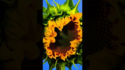 Sunflowerme