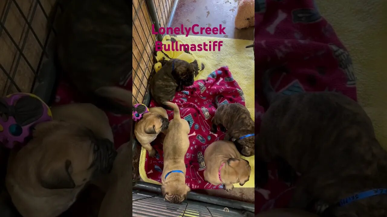 Baby puppies going out side LonelyCreek bullmastiff