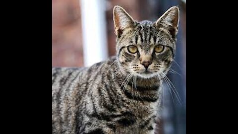 AMAZING CAT 2021 || Baby Cats - Cute and Funny Cat Videos Compilation | Aww Animals