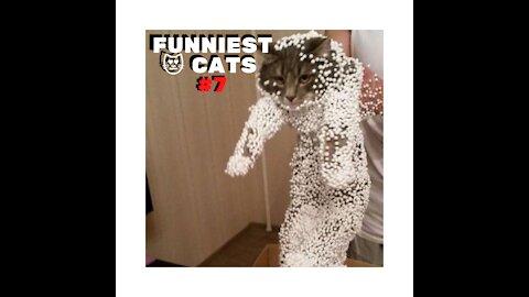 Funniest Cats #7