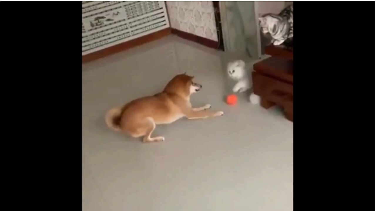 Dog vs Cat fight over ball, Funny REACTION of cat