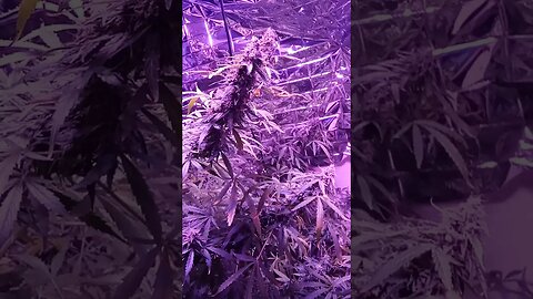 Seedsman Northern Lights Auto Partial Harvest !!!