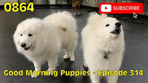 [0864] GOOD MORNING PUPPIES - EPISODE 314 [#dogs #doggos #doggos #puppies #dogdaycare]