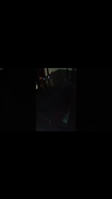 #dogshow , #animals , #dogs , #shorts