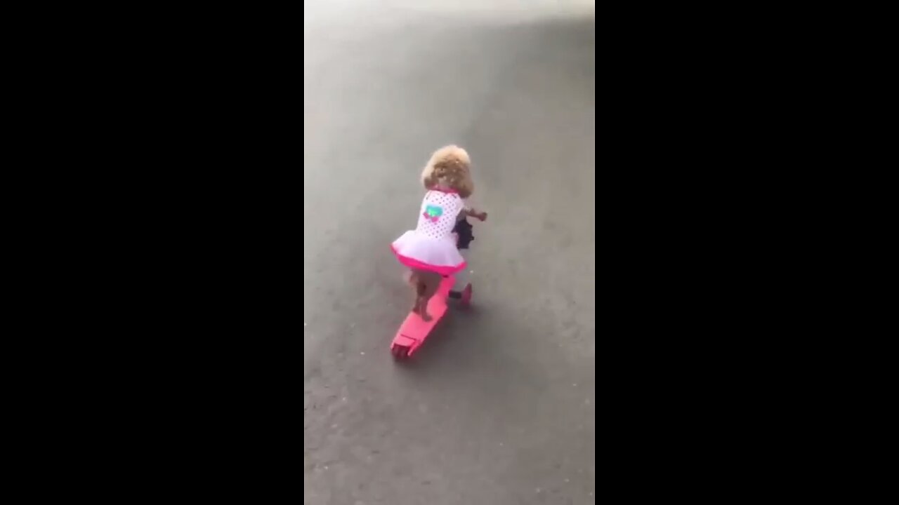 Skatedog 08