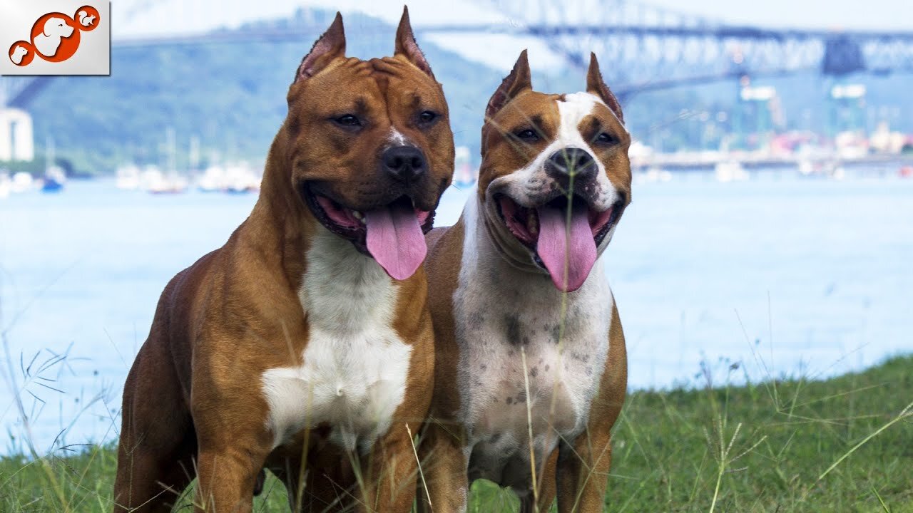 Top ten difference between Male and Female dogs