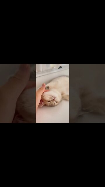 наши милые котики (2)