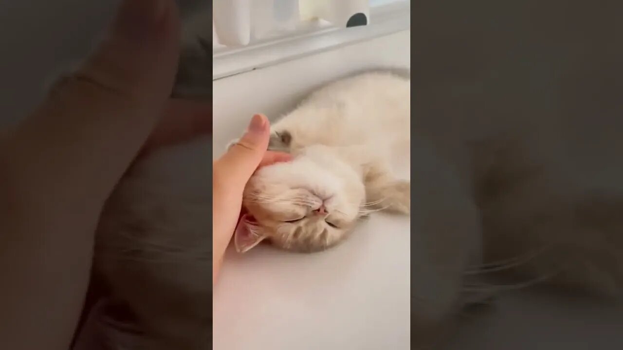 наши милые котики (2)