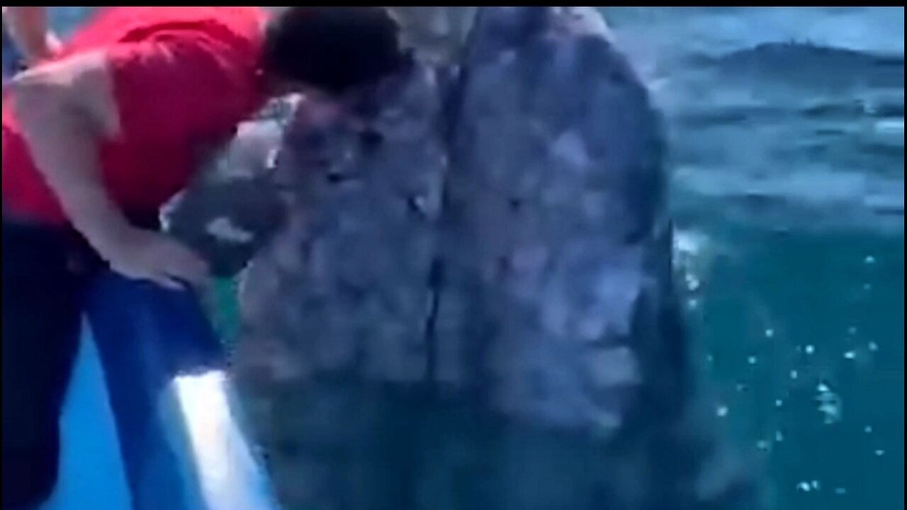 Tourists kiss friendly whale