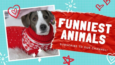 Funny Animals Short VIDS