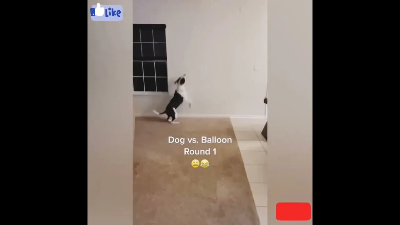 Dog vs Balloon #dog #shorts #youtubeshorts #viral