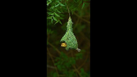 this is a beautiful bird 🕊️