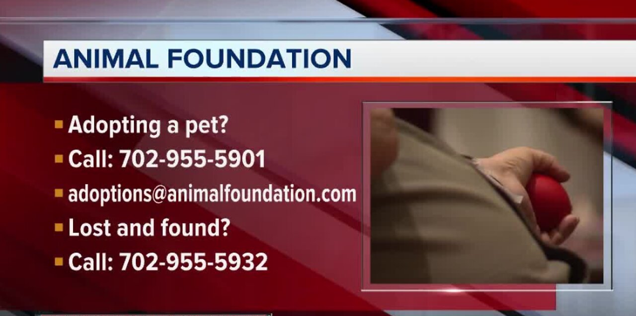 Appointments at Animal Foundation