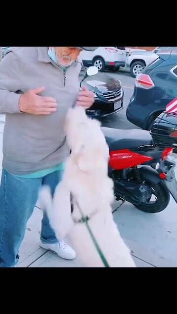 Dog reunited with neighbor after coronavirus sickness