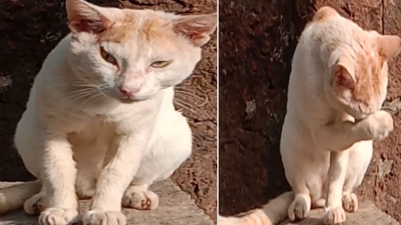 The Cat Crazy and Cool Big Smartness Powerfull' House area