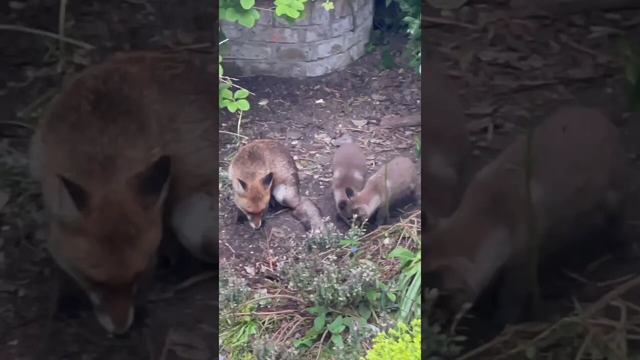 Get out of the rain! #foxesofinstagram #foxes #brownnoise #fieldrecording
