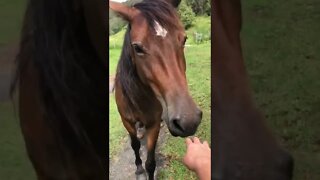 Brumby pony looking perfect 🤩