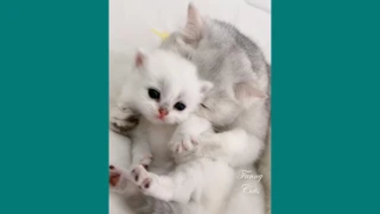 Funny Cats ✪ Mother cats protecting their Baby kittens