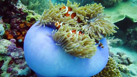 Aquarium VIDEO Beautiful Relaxing Coral Reef Fish Relaxing Sleep Meditation Music Tim Dream