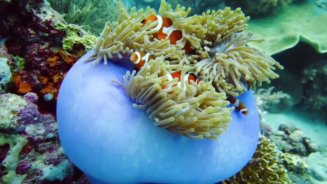 Aquarium VIDEO Beautiful Relaxing Coral Reef Fish Relaxing Sleep Meditation Music Tim Dream