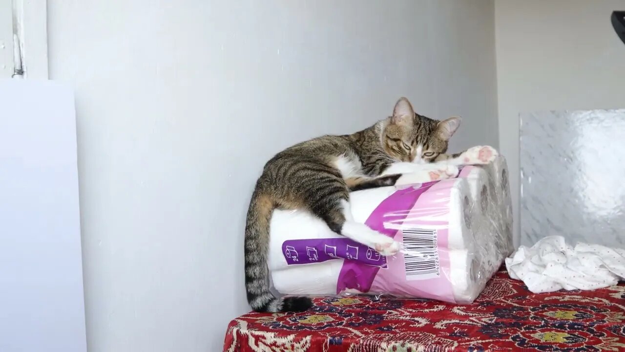 Funny Cat Found a Soft Place to Sit on
