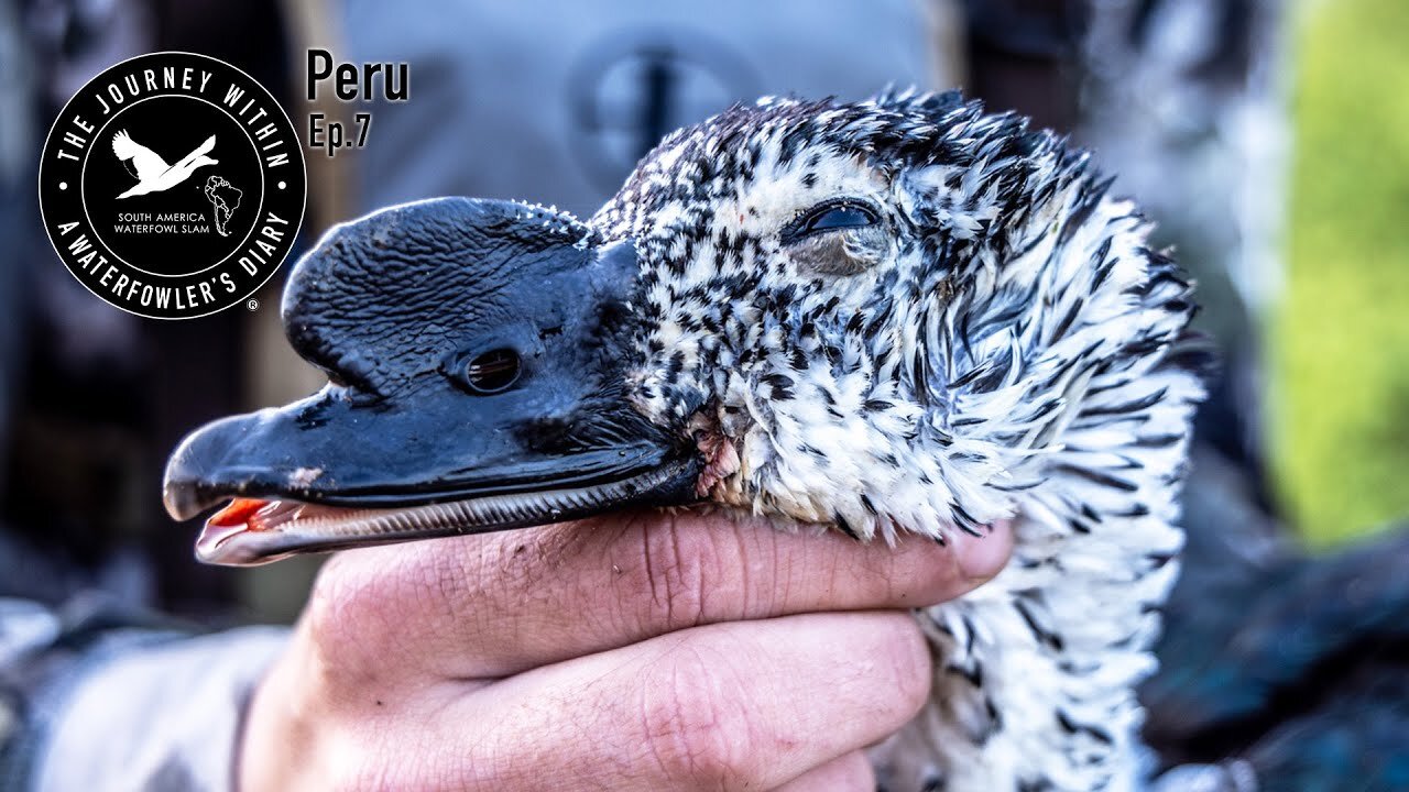 Knob-Billed Duck in Peru, Number 14 | The Journey Within, South America Waterfowl Slam