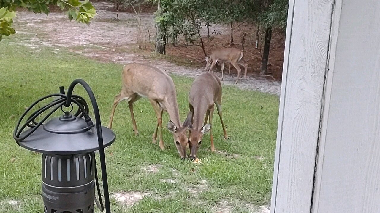 Our little Buck has a girlfriend.