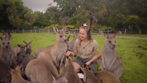 Learn all about Kangaroos and Wallabies-4