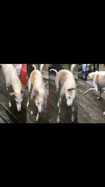 Poetry-in-Motion Greyhound Shakes Off Bathwater