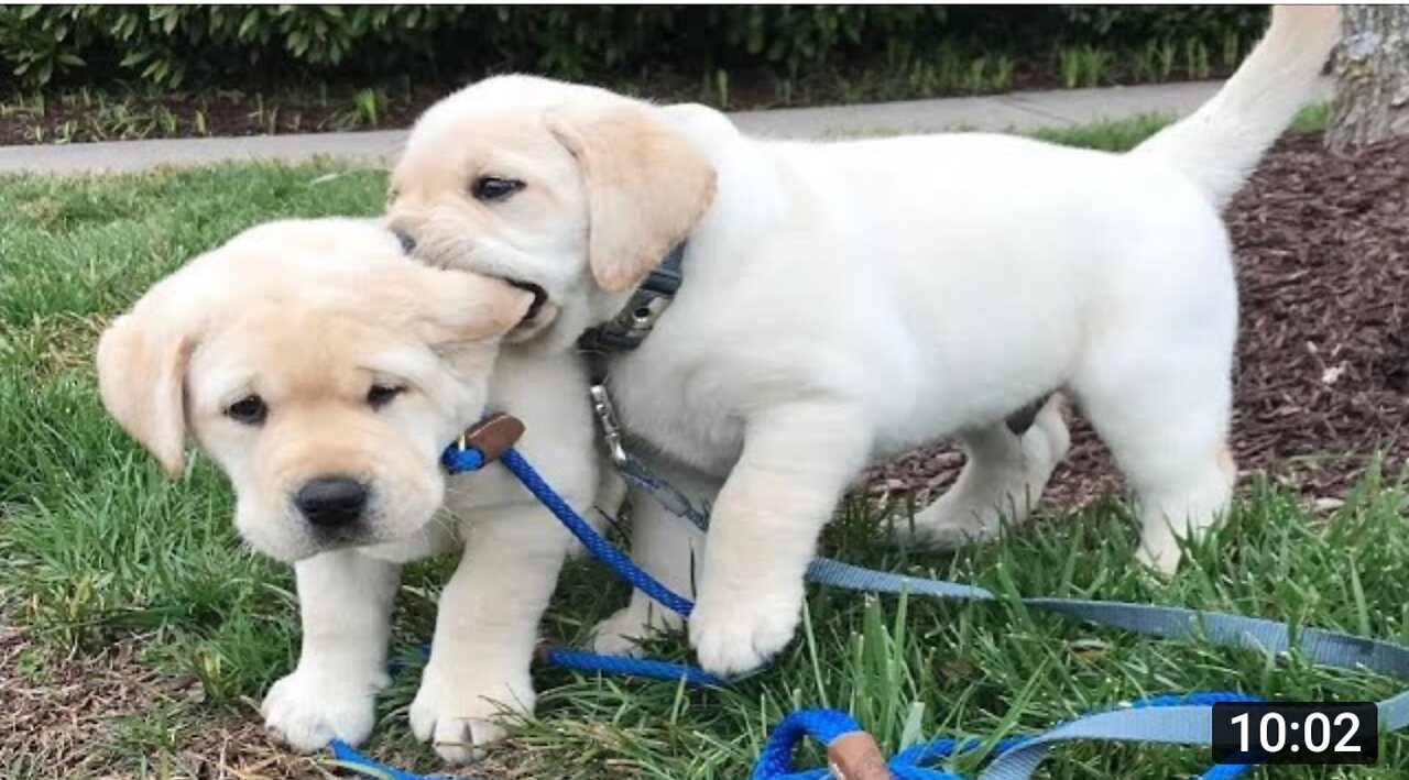 Funniest and cutest Labrador puppies. Funny puppy videos