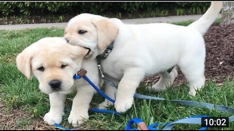 Funniest and cutest Labrador puppies. Funny puppy videos