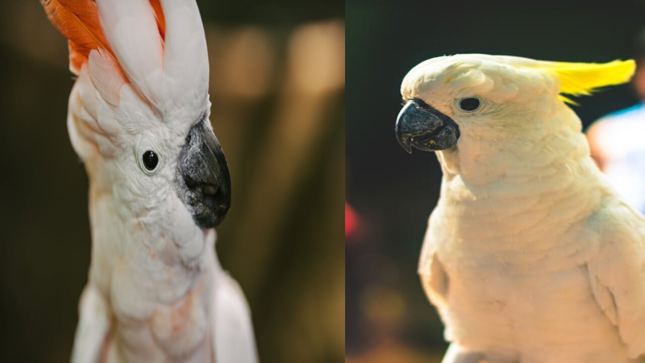 White parrots world/funny birds.