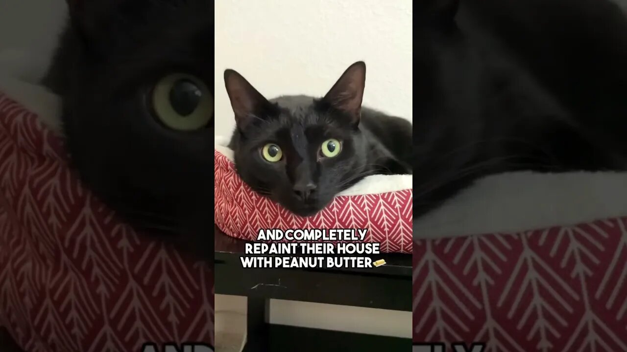 Its just a prank bro🤓 #cat #kitten #blackcat #leonthecatdad #leontcd #relatable #fyp #friend #bff