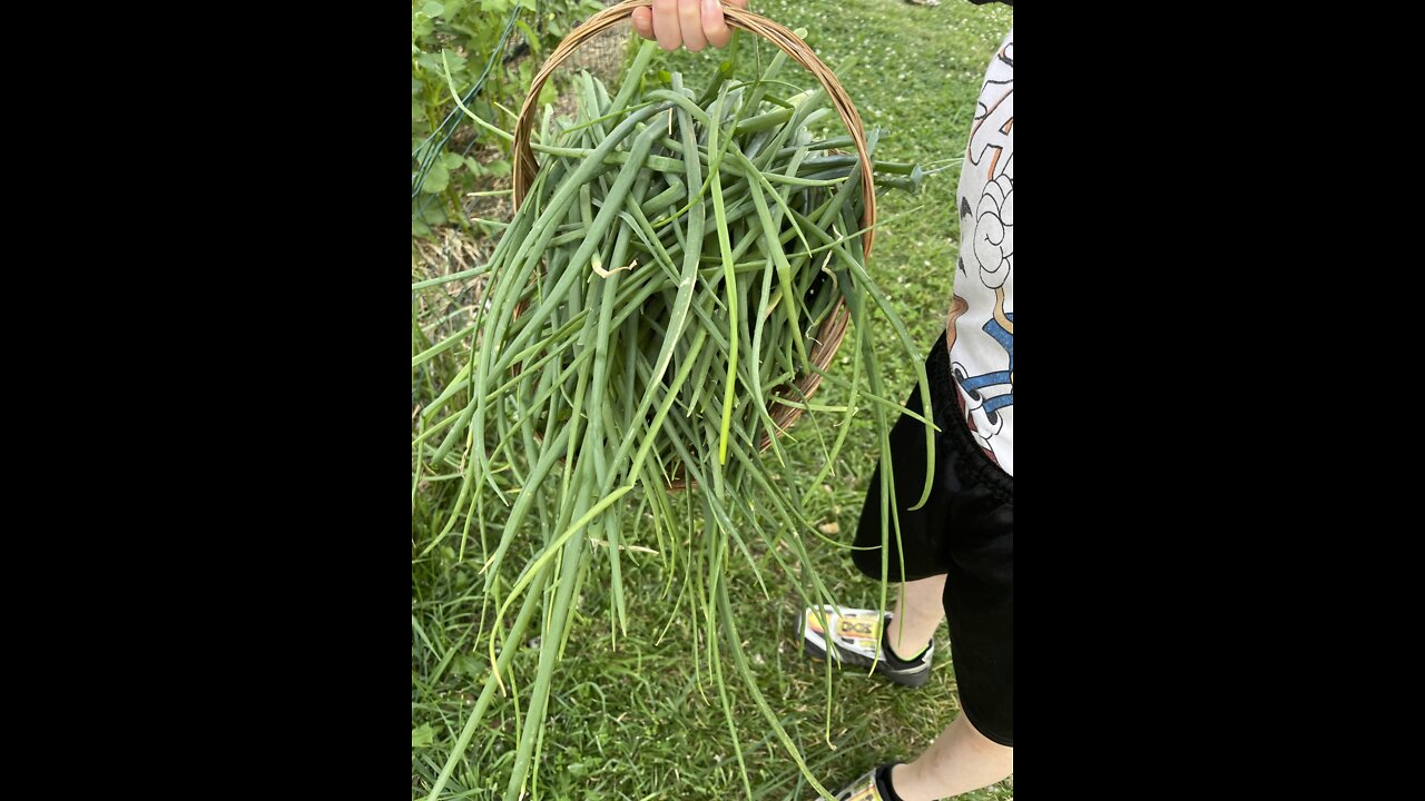 Backyard Garden Tour