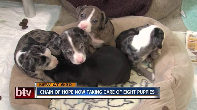 Chain of Hope now taking care of 8 puppies