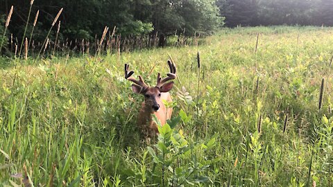 Buck grazing