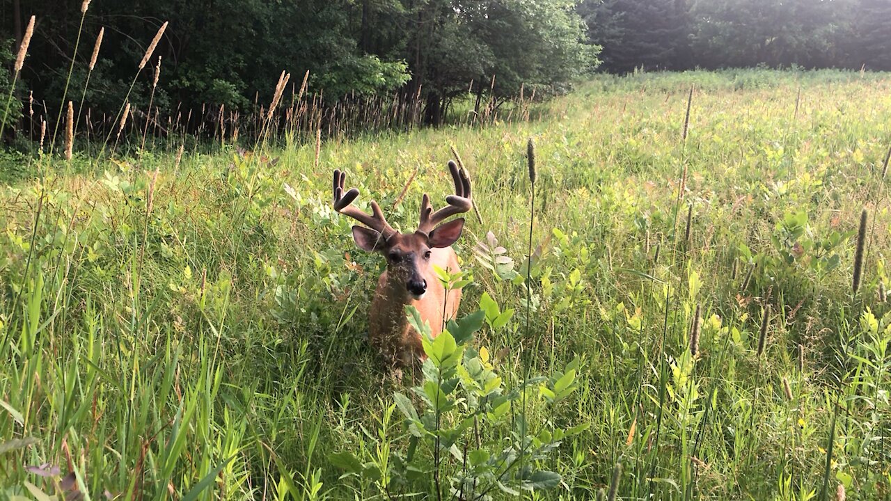 Buck grazing